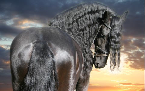 http://www.equestrian.ru/photos/user_photos/a_7c02d0.jpg