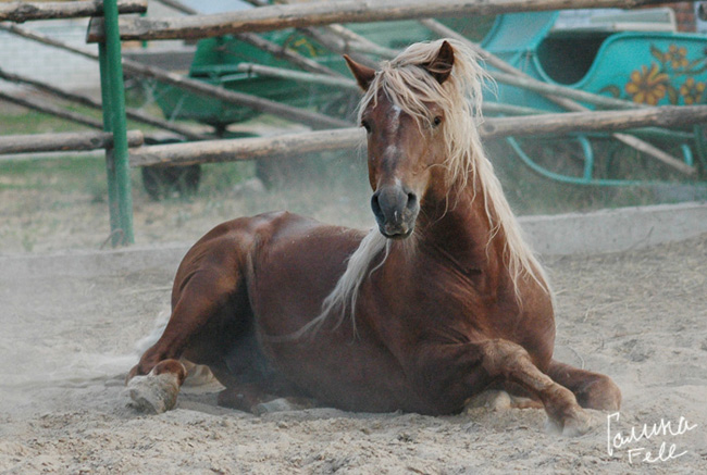 http://www.equestrian.ru/photos/user_photos/a_7e453b.jpg