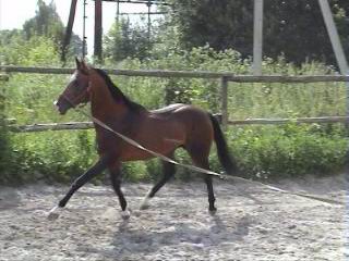 http://www.equestrian.ru/photos/user_photos/a_844065.jpg