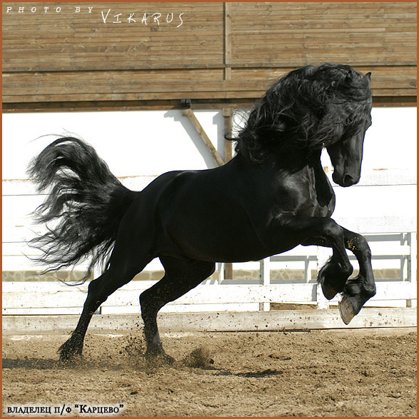 http://www.equestrian.ru/photos/user_photos/a_84ffe4.jpg