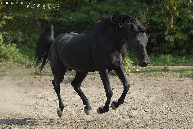http://www.equestrian.ru/photos/user_photos/a_851e3f.jpg