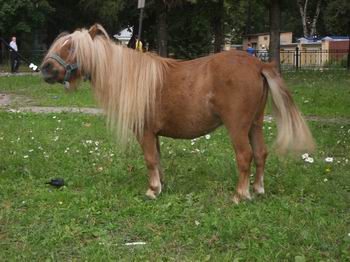 http://www.equestrian.ru/photos/user_photos/a_8921e0.jpg