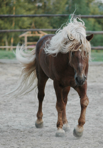 http://www.equestrian.ru/photos/user_photos/a_91fd62.jpg