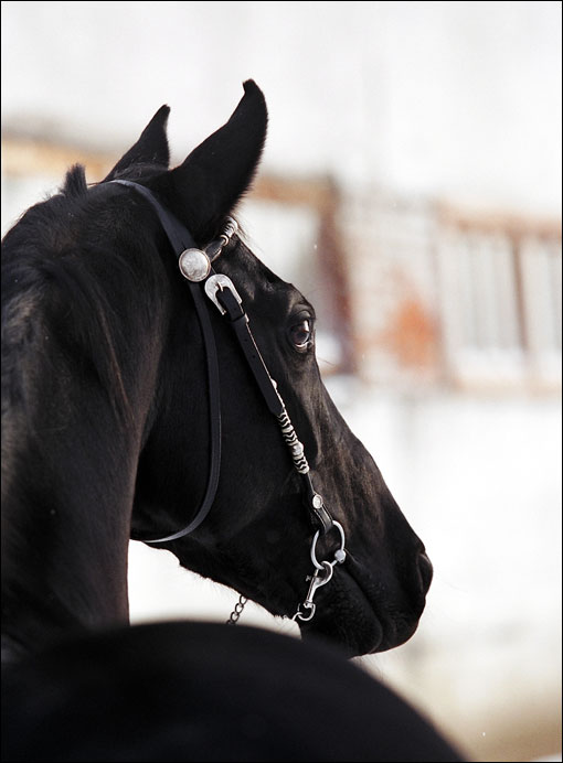 http://www.equestrian.ru/photos/user_photos/a_9ef3a6.jpg