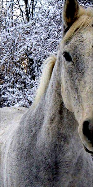 http://www.equestrian.ru/photos/user_photos/a_a0e2ca.jpg