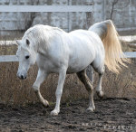 http://www.equestrian.ru/photos/user_photos/a_add6c7_sm.jpg