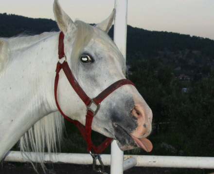 http://www.equestrian.ru/photos/user_photos/a_ae7e1c.jpg