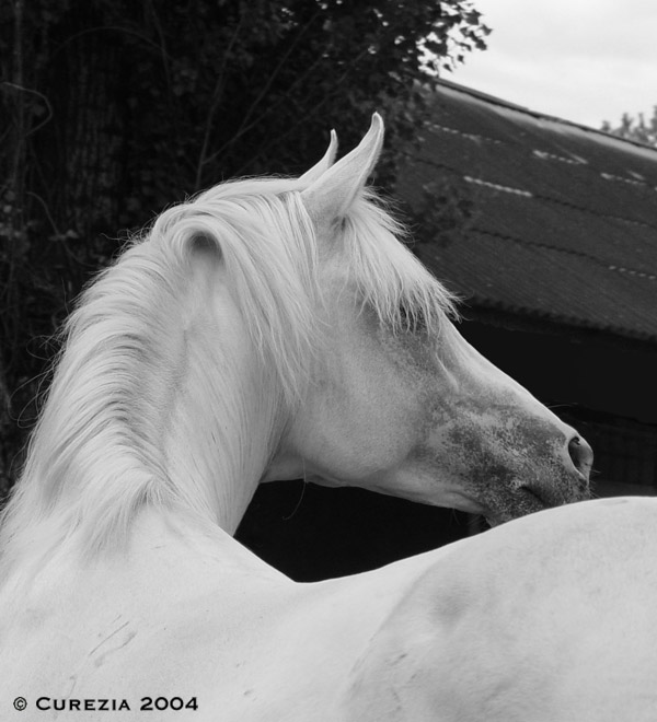 http://www.equestrian.ru/photos/user_photos/a_b260de.jpg