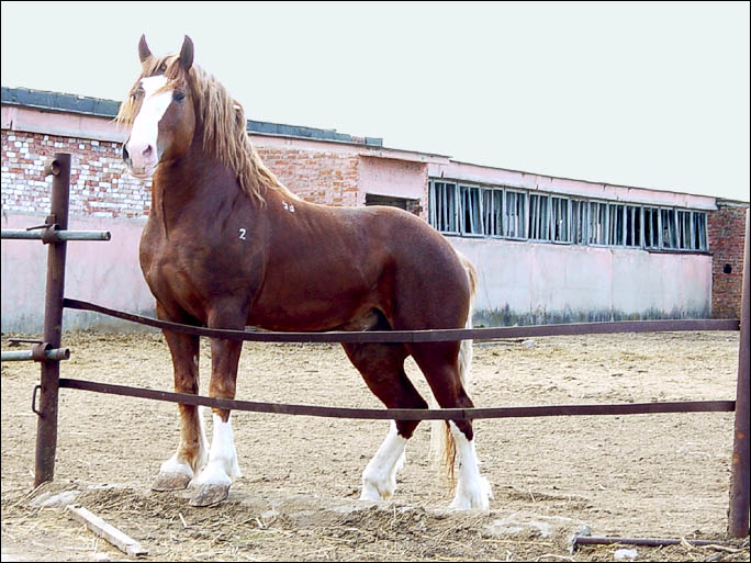 http://www.equestrian.ru/photos/user_photos/a_b4cc8d.jpg