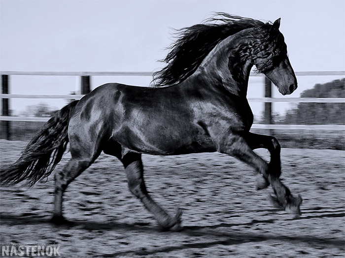 http://www.equestrian.ru/photos/user_photos/a_b63b9d.jpg