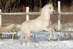 http://www.equestrian.ru/photos/user_photos/a_be4b0a_sm.jpg