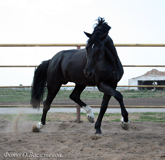 http://www.equestrian.ru/photos/user_photos/a_c566fb.jpg