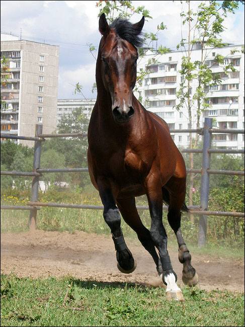 http://www.equestrian.ru/photos/user_photos/a_c7cef9.jpg