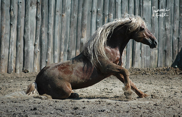 http://www.equestrian.ru/photos/user_photos/a_da63c5.jpg