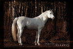 http://www.equestrian.ru/photos/user_photos/a_db8a3a_sm.jpg