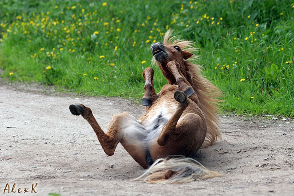 http://www.equestrian.ru/photos/user_photos/a_dd1386.jpg