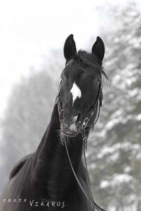 http://www.equestrian.ru/photos/user_photos/a_e27552.jpg