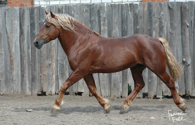 http://www.equestrian.ru/photos/user_photos/a_ecd475.jpg
