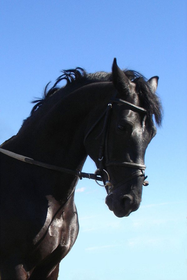 http://www.equestrian.ru/photos/user_photos/a_ee6091.jpg