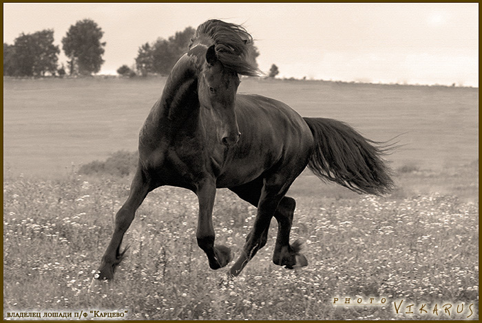 http://www.equestrian.ru/photos/user_photos/a_f0850d.jpg