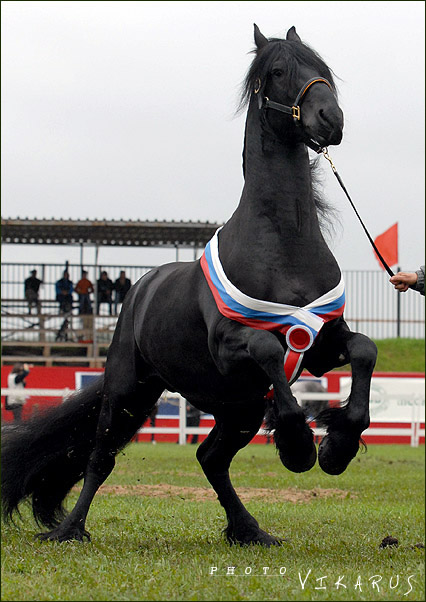 http://www.equestrian.ru/photos/user_photos/a_f15f59.jpg