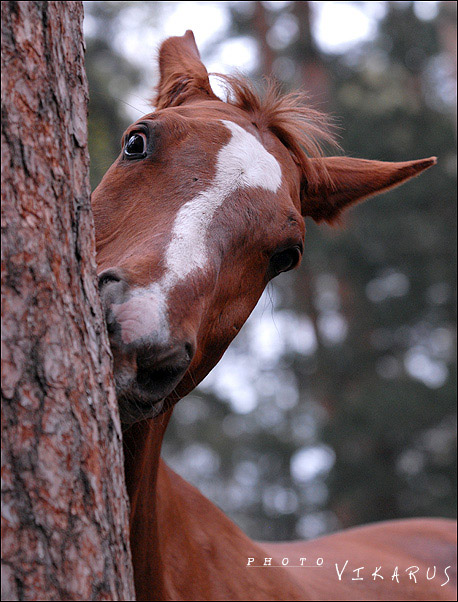http://www.equestrian.ru/photos/user_photos/a_f85b30.jpg