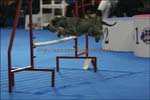 IMG_2011