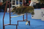 IMG_2018