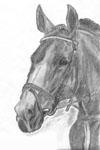 Лошадь, срисованная с фото в альбоме "В звонком топоте копыт" А.Бегуновой