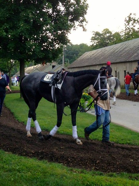 Saratoga 2013 год.