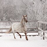 Орлово-алтайская кобыла