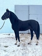 Орловский рысистый мерин
