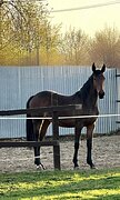 Немецкие крови 