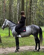 СПОКОЙНЫЙ ЖЕРЕБЕЦ В ХОББИ