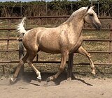 Андалузская кобыла 2023 гр