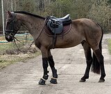 Пони 142 в холке 