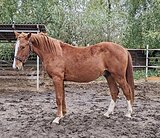 НАРЯДНЫЙ МОЛОДОЙ ЖЕРЕБЕЦ