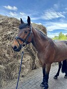 Срочно! Мерин в выездку 