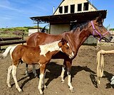 Распродажа тракененского м