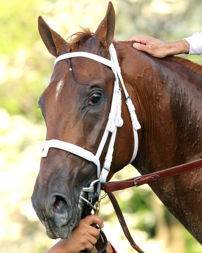 Ипподром Oaklawn Park 2014 год, скачка Arkanzass Derby.