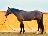 Молодой мерин в спорт