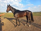 Тракененский жеребец 