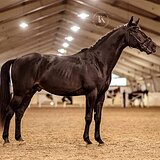 ВОРОНОЙ ЖЕРЕБЕЦ 