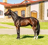 CONSTABLE IV (Cornet Obolensky x Stakkato)