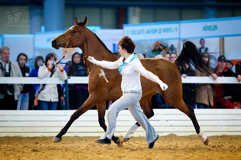 Иппосфера 2012.  Автор фото: Алексия Хрущёва 2012г.