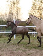 Андалузский жер. 2025 гр