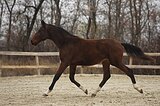 Тракененский жеребец