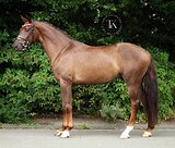 ГАННОВЕРСКИЙ МЕРИН 6 ЛЕТ