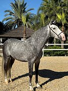 Андалуз под всадника любог