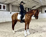 МОЛОДОЙ ЖЕРЕБЕЦ